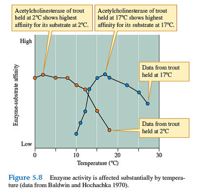 Figure 5.8 shows how temperature influences the activity of acetylcholinesterase in rainbow trout. Assuming that the other enzymes of rainbow trout show similar responses to temperature, how would trout swimming speed change as environmental temperature increased above 20° C