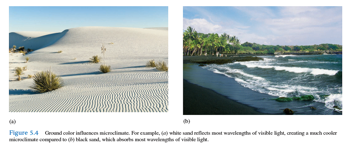 Some plants and grasshoppers in hot environments have reflective body surfaces, which make their radiative heat gain, H r , less than it would be otherwise. If you were to design a tiger beetle that could best cope with thermal conditions on black beaches (see fig. 5.4 ), what color would it be The beetles on the black beaches of New Zealand are black, and the beetles on the white beaches are white. What do the matches between the color of these beetles and their beaches tell us about the relative roles of thermoregulation and predation pressure in determining beetle color What does this example imply about the ability of natural selection to optimize the characteristics of organisms