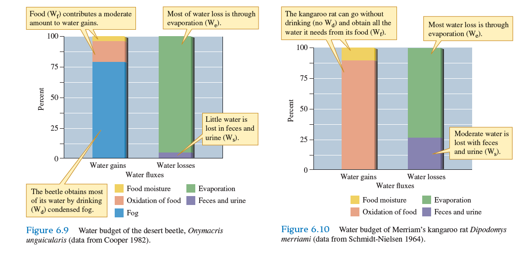 Compare the water budgets of the tenebrionid beetle, Onymacris, and the kangaroo rat, Dipodomys, shown in figures 6.9 and 6.10. Which of these two species obtains most of its water from metabolic water Which relies most on condensation of fog as a water source In which species do you see greater losses of water through the urine