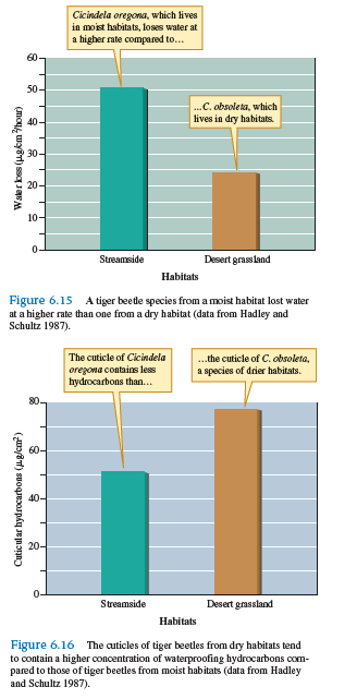 The tiger beetle Cicindela oregona (see figs. 6.15 and 6.16 ) has a distribution that extends from Arizona through the temperate rain forests of Alaska. Why should the amounts of cuticular hydrocarbons vary geographically among populations of C. oregona    