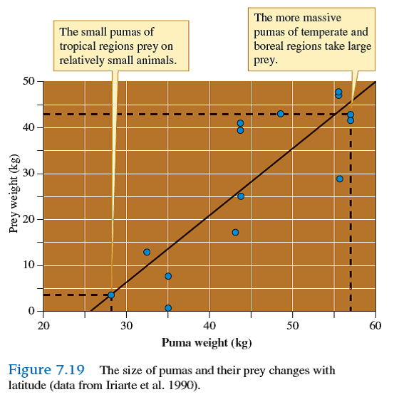 The data of Iriarte and colleagues (1990) suggest that prey size may favor a particular body size among pumas (see fig. 7.19 ). However, this variation in body size also correlates well with latitude; the larger pumas live at high latitudes. Consequently, this variation in body size has been interpreted as the result of selection for efficient temperature regulation. Homeothermic animals are often larger at high latitudes, a pattern called Bergmann's rule. Larger animals, with lower surface area relative to their mass, would be theoretically better at conserving heat. Smaller animals, with higher surface area relative to their mass, would be theoretically better at keeping cool. So what determines predator size Is predator size determined by climate, predator-prey interactions, or both Design a study of the influence of the environment on the size of homeothermic predators.   