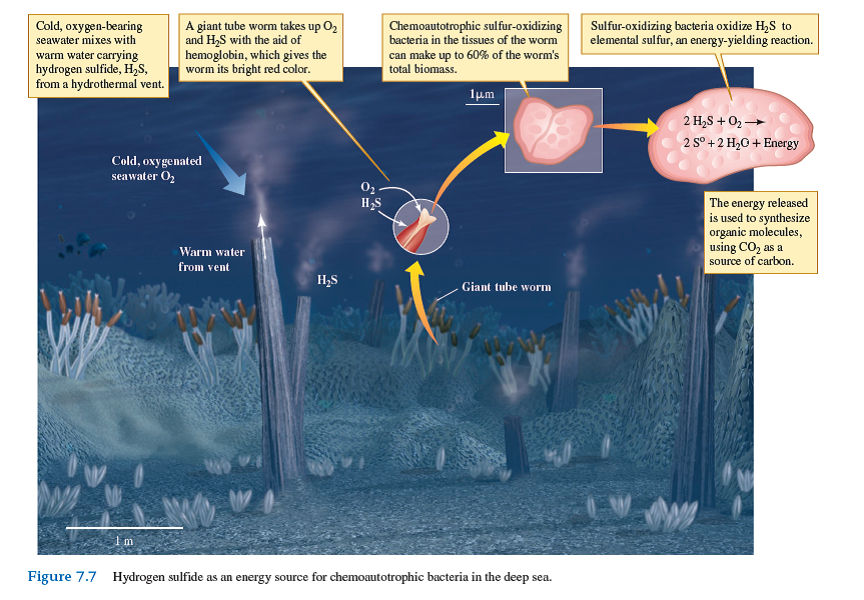 In general, what must be true of the chemical energy of the products of chemosynthesis compared to that of the reactants, for instance, the chemical energy of the product S 0 (elemental sulfur) versus that of the reactant H₂ S shown in figure 7.7    