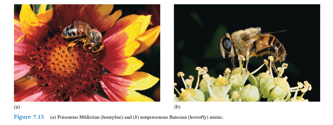 Explain how a Batesian mimic, such as the hoverfly in figure 7.15 b , could evolve, through natural selection, from a nonaposematic ancestor.   