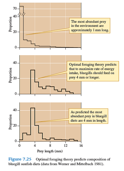 Do patterns of feeding by bluegills (see fig. 7.25 ) include any evidence that these consumers ignore certain potential prey    