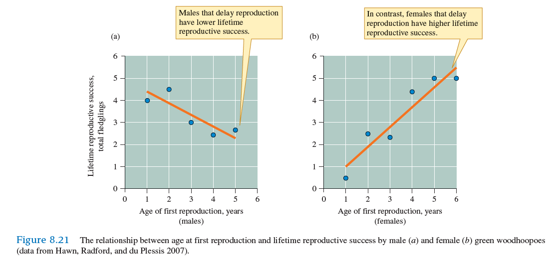 As we have seen, the extent to which phenotypic variation in a trait is determined by genetic variation affects its potential to evolve by natural selection. In other words, the potential for a trait to evolve is affected by the trait's heritability. How can we estimate the heritability of a particular trait One common method is through regression analysis. Regression analysis is a statistical technique used to explore the extent to which one factor, called the independent variable (usually symbolized as X), determines the value of another variable, which we call the dependent variable (usually represented by the symbol Y). In regression analysis, we construct X-Y plots as we did when we explored scatter plots and correlation (Investigating the Evidence, chapter 7, p. 168). However, regression analysis is used to determine the equation for a line, called a regression line , that best fits the relationship between X and Y. When the relationship between X and Y follows a straight line, such as those shown in figure 8.21 , the regression equation takes the following form:         Y = bX + a In this equation, a is the point at which the line crosses the Y axis, which is called the Y intercept, and b, which is the slope of the line, is the regression coefficient.  Let's use a natural system to learn more about regression analysis and its use in heritability studies. In heritability studies, we are interested in the extent to which the characteristics of parents determine the characteristics of offspring. For instance, a team of Dutch scientists studying waterlily leaf beetles (Pappers et al. 2002) explored the heritability of body size, measured as body length, in different populations of the beetle. As we saw in the studies of Randy Thornhill, male body size can have a very significant influence on mating success (see fig. 8.13 ). To determine the heritability of body length, they conducted regression analyses using the body length of parents as the independent variable, and body length of the offspring as the dependent variable. Because each of the parents contributes to the genotype of the offspring, the value used for parental body length is the mid-parent body length, which is the average of the two parents' body lengths. Let's consider the relationships between length of parents and offspring, and use regression analysis to estimate heritability of body length in some hypothetical populations of waterlily leaf beetles.  Consider the three scatter plots shown in figure 1 and the lines drawn through the scatter of points. Again, these are much like the scatter plots we examined in chapter 7 but with regression lines drawn through each. The regression coefficient in each of the graphs indicates the level of heritability in the three hypothetical populations. In population (a), the regression coefficient of 0.00 indicates that there is no relationship between parental body length and the body length of offspring. This result is apparent from just the scatter plot, which shows that parents of any length, large or small, can          have small or large offspring. In this population it appears that the variation in body length among the offspring is determined entirely by environmental effects. In contrast, body length has a heritability of 0.52 in population (b) and 0.81 in population (c). What do these values indicate With a heritability of 0.52, we can conclude that about half of the variation in body length in population (b) results from genetic effects, and about half from environmental effects, such as food quality, temperature, and so forth. The regression coefficient of 0.81 in population (c) indicates that more of the variation in body length in the offspring in that population is the result of genetic effects. What are the evolutionary implications of the patterns shown in figure 1