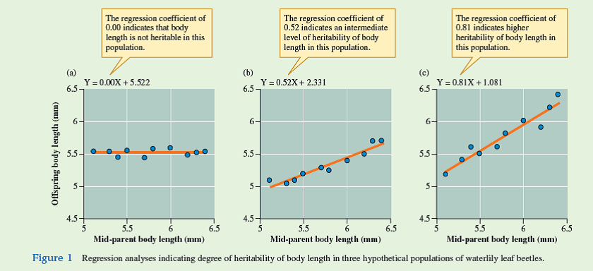 As we have seen, the extent to which phenotypic variation in a trait is determined by genetic variation affects its potential to evolve by natural selection. In other words, the potential for a trait to evolve is affected by the trait's heritability. How can we estimate the heritability of a particular trait One common method is through regression analysis. Regression analysis is a statistical technique used to explore the extent to which one factor, called the independent variable (usually symbolized as X), determines the value of another variable, which we call the dependent variable (usually represented by the symbol Y). In regression analysis, we construct X-Y plots as we did when we explored scatter plots and correlation (Investigating the Evidence, chapter 7, p. 168). However, regression analysis is used to determine the equation for a line, called a regression line , that best fits the relationship between X and Y. When the relationship between X and Y follows a straight line, such as those shown in figure 8.21 , the regression equation takes the following form:         Y = bX + a In this equation, a is the point at which the line crosses the Y axis, which is called the Y intercept, and b, which is the slope of the line, is the regression coefficient.  Let's use a natural system to learn more about regression analysis and its use in heritability studies. In heritability studies, we are interested in the extent to which the characteristics of parents determine the characteristics of offspring. For instance, a team of Dutch scientists studying waterlily leaf beetles (Pappers et al. 2002) explored the heritability of body size, measured as body length, in different populations of the beetle. As we saw in the studies of Randy Thornhill, male body size can have a very significant influence on mating success (see fig. 8.13 ). To determine the heritability of body length, they conducted regression analyses using the body length of parents as the independent variable, and body length of the offspring as the dependent variable. Because each of the parents contributes to the genotype of the offspring, the value used for parental body length is the mid-parent body length, which is the average of the two parents' body lengths. Let's consider the relationships between length of parents and offspring, and use regression analysis to estimate heritability of body length in some hypothetical populations of waterlily leaf beetles.  Consider the three scatter plots shown in figure 1 and the lines drawn through the scatter of points. Again, these are much like the scatter plots we examined in chapter 7 but with regression lines drawn through each. The regression coefficient in each of the graphs indicates the level of heritability in the three hypothetical populations. In population (a), the regression coefficient of 0.00 indicates that there is no relationship between parental body length and the body length of offspring. This result is apparent from just the scatter plot, which shows that parents of any length, large or small, can          have small or large offspring. In this population it appears that the variation in body length among the offspring is determined entirely by environmental effects. In contrast, body length has a heritability of 0.52 in population (b) and 0.81 in population (c). What do these values indicate With a heritability of 0.52, we can conclude that about half of the variation in body length in population (b) results from genetic effects, and about half from environmental effects, such as food quality, temperature, and so forth. The regression coefficient of 0.81 in population (c) indicates that more of the variation in body length in the offspring in that population is the result of genetic effects. What are the evolutionary implications of the patterns shown in figure 1