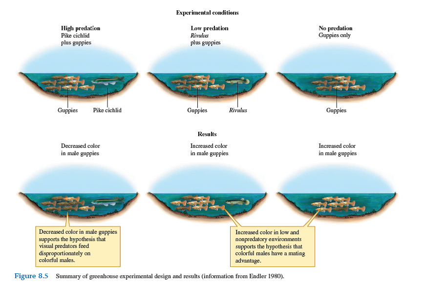 Why did John Endler take great care to put the same colors of gravel in the same proportions into all of his greenhouse ponds (see fig. 8.5 )    