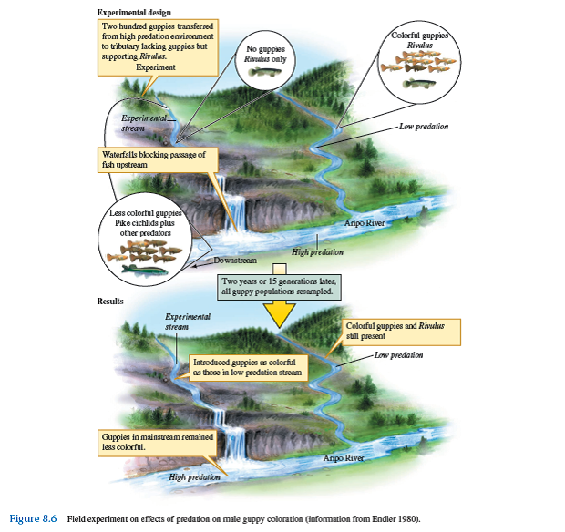 In Endler's field experiment (see fig. 8.6 ), why did male colorfulness increase in the absence of effective predators and not just remain unchanged