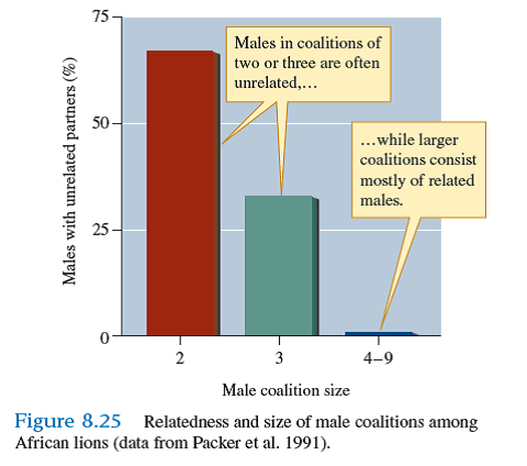 What are the evolutionary implications of the fact that larger coalitions of male lions consist almost entirely of close relatives ( see fig. 8.25 )    