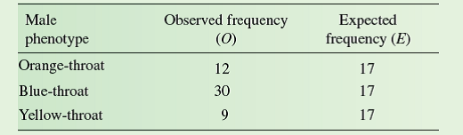 Ecologists often ask questions about observed frequencies of individuals in a population relative to some theoretical or expected frequencies. For example, an ecologist studying the nesting habits of Darwin's finches may be interested in the frequency at which finches nest in alternative nest sites relative to the availability of the alternative nest sites in the environment. Another ecologist studying the habitat association of a plant may be interested in its relative frequencies in sandy, loamy, or clay soils. An ecologist studying the mating behavior of some species may want to determine whether alternative male phenotypes (males with different physical and/or behavioral characteristics) occur at different frequencies in the population. A common method to test hypotheses concerning the relationship between observed and hypothesized frequencies is the chi-square ( x 2 ) goodness of fit test. This test is used to judge how well an observed distribution of frequencies matches one expected from a particular hypothesis. Let's explore this test using the frequency of alternative male phenotypes in a population of side-blotched lizards, Uta stansburiana. Barry Sinervo (Sinervo and Lively 1996) found that males in populations of side-blotched lizards of the coastal range of central California include three male phenotypes: very aggressive orange-throat males, moderately aggressive blue-throat males, and sneaker yellow-throat males. Sinervo and his colleagues also found that these three male phenotypes vary in their frequencies over time. Let's consider the following hypothetical table of data from a population and test the hypothesis that the three male phenotypes are present in equal frequencies in the population.     Before proceeding with our test, let's reflect on what we are doing. We would like to know if there are differences in the frequencies of male phenotypes in this population of sideblotched lizards. So, we went out and obtained a sample of 51 males from the population. This sample included 12 orangethroat males, 30 blue-throat males, and 9 yellow-throat males. Our sample is an estimate of the actual frequencies of the three phenotypes in the larger population that we are studying. Because our hypothesis is that there are no differences in frequencies among the male phenotypes, the expected frequencies, in the third column of our table, are equal      Let's use the chi-square ( x 2 ) goodness of fit test to determine how well our observed frequency distribution matches the expected frequency distribution. The value of x 2 is calculated as follows:     In this equation, O is the observed frequency of a particular phenotype and E is the expected frequency. If we enter the values from the table, we get the following:     The next step in the chi-square test is to determine whether the difference between observed and expected values, as indexed by our calculated x 2 is significant. We determine significance by comparing our calculated value of x 2 with a table of x 2 values, which are included in most statistics textbooks. In order to find the appropriate, or critical, value of x 2 from such a table, we need to know two things. First, we need to choose a level of significance, which, as we saw in chapter 10 (p. 236), is generally P 0.05. Second, we need to know the degrees of freedom, which, in this case, is the number of male phenotypes (3), or n minus 1.         What does degrees of freedom mean It is the number of values we can pick freely without being constrained by other values within a set. In the case of the frequency of three male phenotypes, given a particular sample size, once we know the frequencies of two of the phenotypes, we automatically know the third. For instance, with a sample of 51 lizards, once we determine that there are 12 orange-throat males and 30 bluethroat males in our sample, the frequency of yellow-throat males is constrained to be 9. So, in this sample of three male phenotypes, there are two degrees of freedom.  In a table of critical values of chi-square (see p. 532), you will find that for a significance level of P = 0.05 and 2 degrees of freedom, the critical x 2 value is 5.991. Since our calculated value of x 2 (15.17) is greater than 5.991, we reject the hypothesis that the three male phenotypes are present in equal frequencies in our study population. In other words, we have evidence of significant differences in frequency among the three phenotypes. And, we can attach a probability statement to this conclusion, which is P 0.05.      Suppose Sinervo and Lively study another population of side-blotched lizards in which there are five male phenotypes. If they did a goodness of fit analysis to test for an equal distribution of males among phenotypes in this population, what would be the degrees of freedom for their test and what would be the critical value of x 2 for P = 0.05