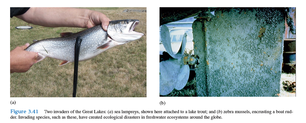 Why do many populations of exotic species, such as zebra mussels in the Great Lakes (see fig. 3.41 b ) or Eurasian collared doves in Europe, often grow at exponential rates for some time following their introductions into a new environment    