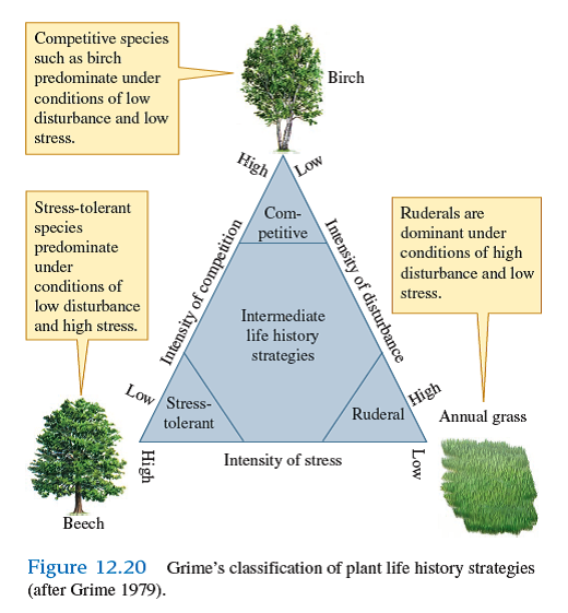 Where would you place the following plant species, in Grime's and in Winemiller and Rose's classifications of life histories (see figs. 12.20 and 12.21 ) The plant species lives in an environment where it has access to plenty of water and nutrients but is subject to disturbance by flooding and wind. An average individual produces several million seeds per year and may live several centuries. However, ideal conditions for reproduction by the species occurs only once or twice per decade.       
