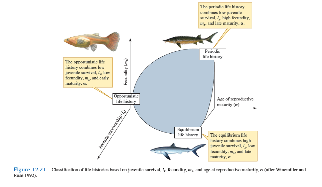 Where would you place the following plant species, in Grime's and in Winemiller and Rose's classifications of life histories (see figs. 12.20 and 12.21 ) The plant species lives in an environment where it has access to plenty of water and nutrients but is subject to disturbance by flooding and wind. An average individual produces several million seeds per year and may live several centuries. However, ideal conditions for reproduction by the species occurs only once or twice per decade.