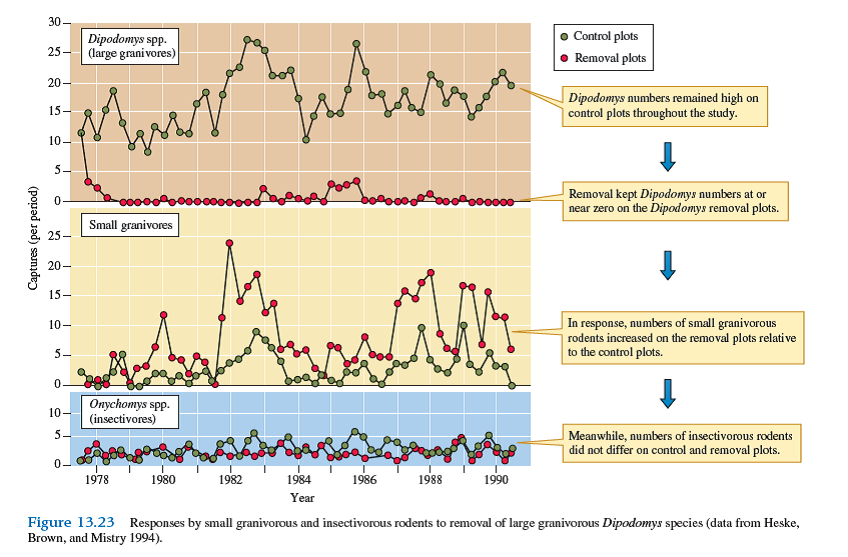 What does the increase in small granivore populations but lack of response by populations of insectivorous rodents suggest about the nature of competition between rodents in Brown's Arizona study area (see fig. 13.23 )