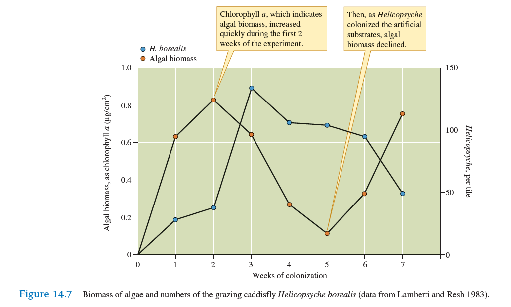The patterns shown in figure 14.7 suggest that Helicopsyche depletes its algal food supply. However, Lamberti and Resh were not certain and so conducted their second set of experiments. Why could they not reach a firm conclusion regarding the effect of Helicopsyche on its food supply based on their first experiment    