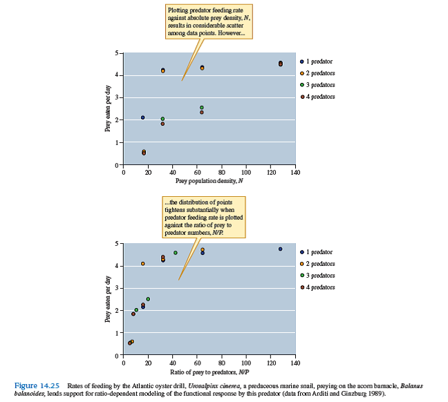 Why do the points representing feeding rates by one predator in figure 14.25 appear in exactly the same locations in the upper and lower panels, while the other points representing feeding rates for two, three, and four predators do not Do these differences suggest hypotheses for where a prey-dependent model of functional response may be appropriate
