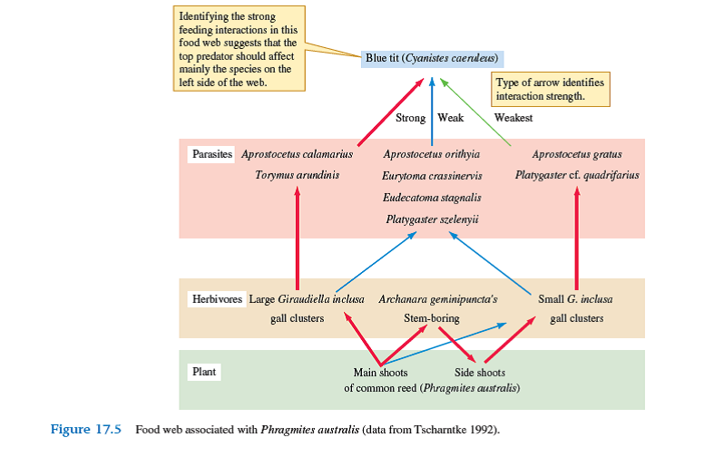Using Tscharntke's food web (1992) shown in figure 17.5 , predict which species would be most affected if you excluded the bird at the top of the web, Parus caeruleus. What species would be affected less Assume that P. caeruleus is a keystone species in this community.