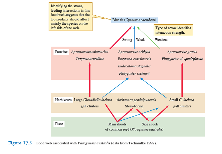 What was the primary way by which Tscharntke simplified the food web representing the interactions of blue tits and feeding on insects living on the wetland reed Phragmites australis (see fig. 17.5 )    