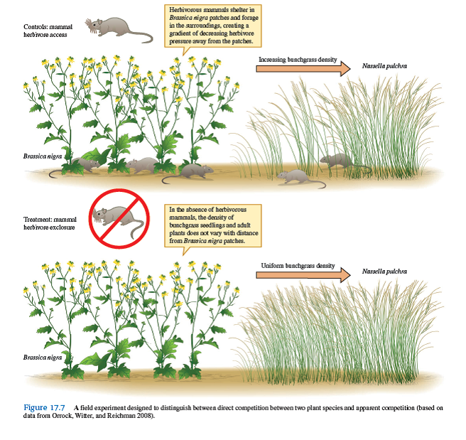 How would the results of the experiment shown in figure 17.7 change if the effect of Brassica nigra on Nassella pulchra were the result of direct competition, with small herbivorous mammals playing no significant role