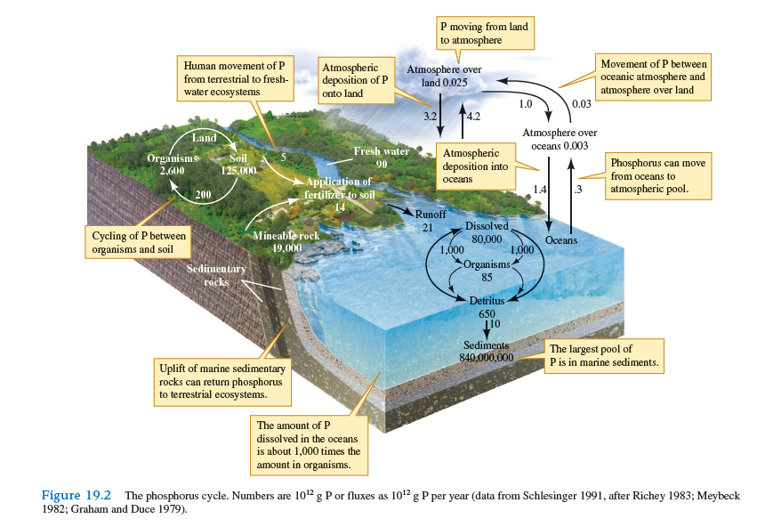 Do the oceans act as a source or a sink for phosphorus (refer to fig. 19.2 )
