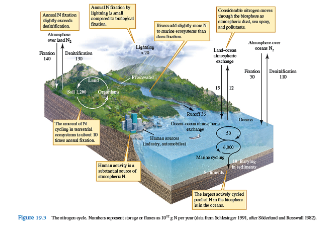 What are the relative fluxes of nitrogen through fixation and denitrification on land and in the oceans (see fig. 19.3 )