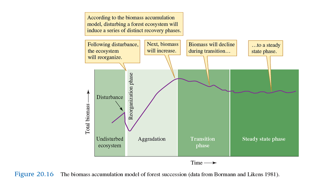 How are the biomass accumulation model of Bormann and Likens (see fig. 20.16 ) and Grimm's observations of changes in nitrogen retention during succession in Sycamore Creek similar    