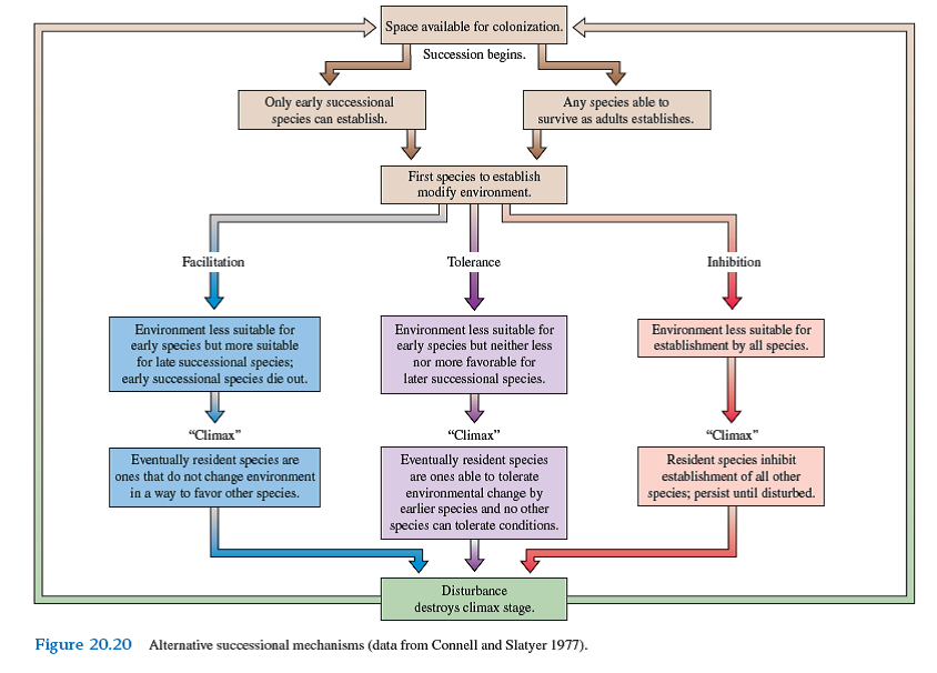 What is the role of disturbance in the Connell and Slatyer succession model (see fig. 20.20 )