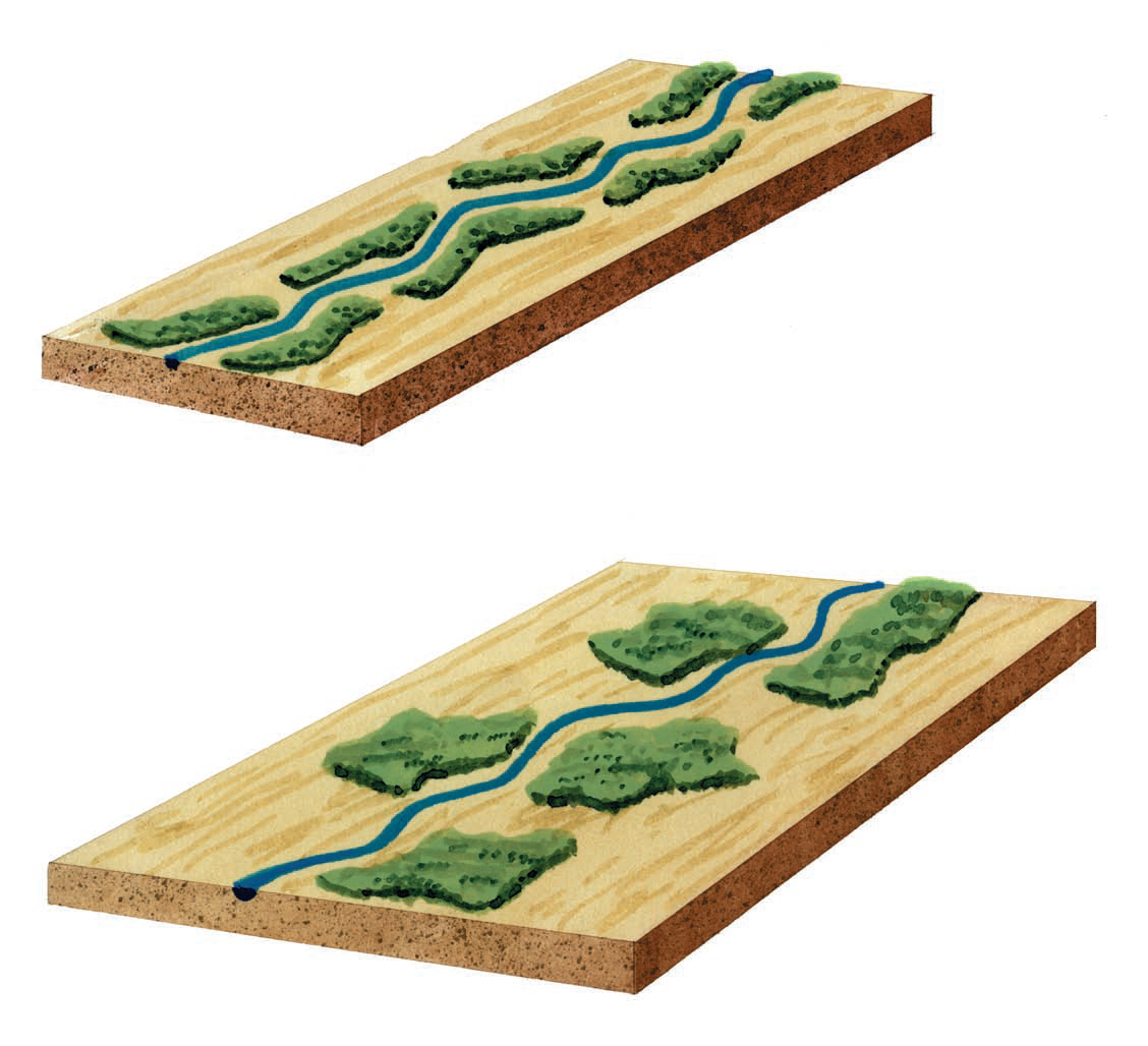 Consider the options for preserving patches of riverside forest shown in landscapes 3 and 4. Again, the two landscapes contain the same total area of forest but the patches in the two landscapes differ in shape. Which of the two would be most dominated by forest-edge species    