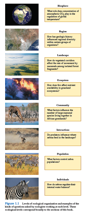 What aspects of Nalini Nadkarni's research identify it as ecosystem ecology Give examples of research in forest canopies that would address other levels of ecological organization (for examples, see fig. 1.1 ).    