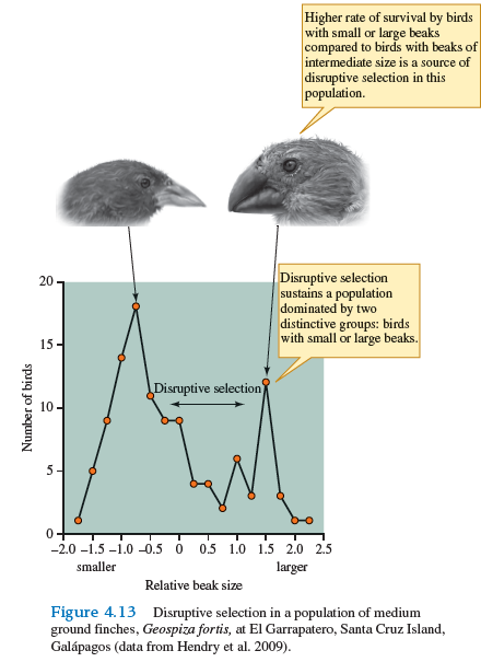 How might the distribution of beak sizes in the population differ from that shown in figure 4.13 , if mate choice in the population was random with respect to beak size    