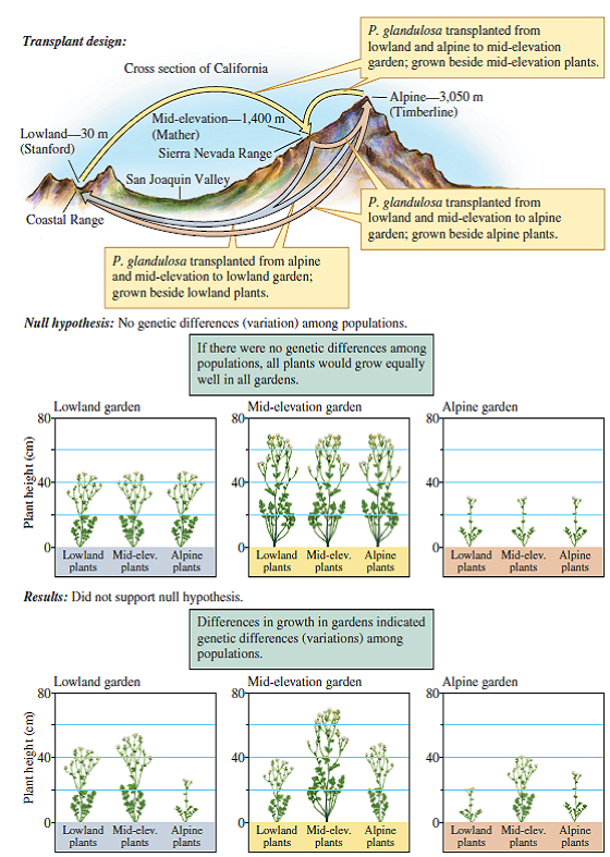 What would you expect to see in figure 4.4 if alpine, mid-elevation, and lowland populations of P. glandulosa were not different genetically      Figure 4.4 A common garden approach to studying genetic variation among populations of Potentilla glandulosa (data from Clausen, Keck, and Hiesey 1940).