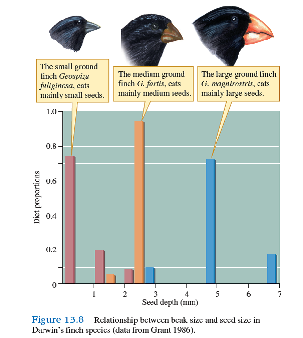 There is genetic evidence that mating between G. magnirostris and G. fortis (see fig. 13.8, p. 287) may have helped establish sufficient genetic variation in the population of G. fortis at El Garrapatero for the distribution of beak sizes at that site (see fig. 4.13 ) to emerge under the influence of disruptive selection. Explain.        
