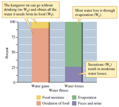 Compare the water budgets of the tenebrionid beetle, Onymacris, and the kangaroo rat, Dipodomys, shown in figures 6.9 and 6.10. Which of these two species obtains most of its water from metabolic water Which relies most on condensation of fog as a water source In which species do you see greater losses of water through the urine      Figure 6.9 Water budget of the desert beetle, Onymacris unguicularis (data from Cooper 1982).     Figure 6.10 Water budget of Merriam's kangaroo rat Dipodomys merriami (data from Schmidt-NielseN₁964).