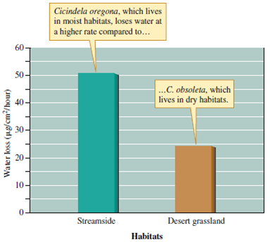 The tiger beetle Cicindela oregona (see figs. 6.15 and 6.16) has a distribution that extends from Arizona through the temperate rain forests of Alaska. Why should the amounts of cuticular hydrocarbons vary geographically among populations of C. oregona      Figure 6.15 A tiger beetle species from a moist habitat lost water at a higher rate than one from a dry habitat (data from Hadley and Schultz 1987).     Figure 6.16 The cuticles of tiger beetles from dry habitats tend to contain a higher concentration of waterproofing hydrocarbons compared to those of tiger beetles from moist habitats (data from Hadley and Schultz 1987).