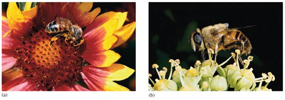 Explain how a Batesian mimic, such as the hover fly in figure 7.15 b , could evolve, through natural selection, from a nonaposematic ancestor.     Figure 7.15 ( a ) Poisonous Müllerian (honeybee) and ( b ) nonpoisonous Batesian (hover fly) mimics.