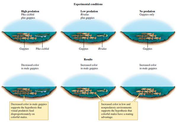 Why did John Endler take great care to put the same colors of gravel in the same proportions into all of his greenhouse ponds (fig. 8.5)      Figure 8.5 Summary of greenhouse experimental design and results (information from Endler 1980).