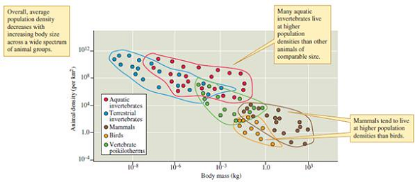 Use the empirical relationship between size and population density observed in the studies by Damuth (1981) (see fig. 9.19) and Peters and Wassenberg (1983) (see fig. 9.20) to answer the following: For a given body size, which generally has the higher population density, birds or mammals On average, which lives at lower population densities, terrestrial or aquatic invertebrates Does an herbivorous mammal twice the size of another have on average one-half the population density of the smaller species Less than half More than half   Figure 9.19 Body size and population density of herbivorous mammals (data from Damuth 1981).   Figure 9.20 Animal size and population density (data from Peters and Wassenberg 1983).<div style=padding-top: 35px> 