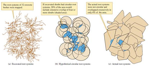 How could you test the hypothesis that low overlap in root systems in creosote bush populations (see fig. 9.14) is the result of ongoing competition   Figure 9.14 Creosote bush root distributions: hypothetical versus actual root overlap (data from Brisson and Reynolds 1994).<div style=padding-top: 35px> 