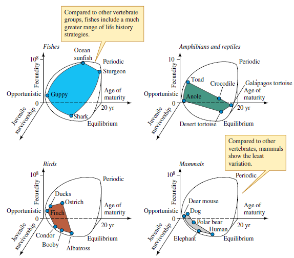 Apply Winemiller's model to plants. If you were to construct a strictly quantitative classification of plant life histories using Winemiller and Rose's approach, what information would you need about the plants included in your analysis How many plant species would you need to have an idea of how variation in their life histories compares with those of animals (e.g., as in fig. 12.22) Try to reconcile Grime's plant classification with the scheme offered by Winemiller and Rose. Where are they similar How are they different   Figure 12.22 Variation in life histories within vertebrate animals (after Winemiller and Rose 1992).<div style=padding-top: 35px> 