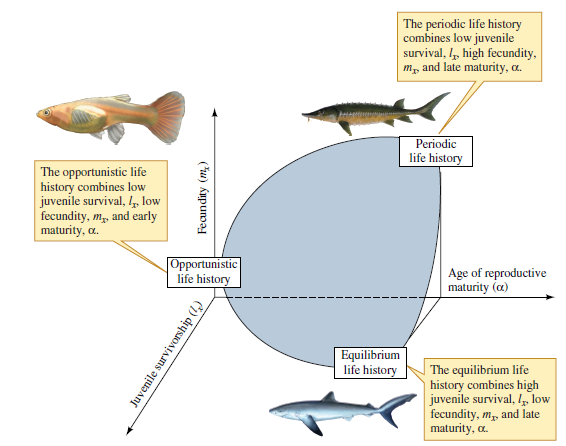 Where would you place the following plant species, in Grime's and in Winemiller and Rose's classifications of life histories (see figs. 12.20 and 12.21) The plant species lives in an environment where it has access to plenty of water and nutrients but is subject to disturbance by flooding and wind. An average individual produces several million seeds per year and may live several centuries. However, ideal conditions for reproduction by the species occurs only once or twice per decade.   Figure 12.20 Grime's classification of plant life history strategies (after Grime 1979).   Figure 12.21 Classification of life histories based on juvenile survival, l x , fecundity, m x , and age at reproductive maturity, (after Winemiller and Rose 1992).<div style=padding-top: 35px> 