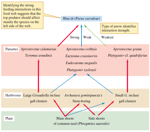 Using Tscharntke's food web (1992) shown in figure 17.5, predict which species would be most affected if you excluded the bird at the top of the web, Parus caeruleus. What species would be affected less Assume that P. caeruleus is a keystone species in this community.     Figure 17.5 Food web associated with Phragmites australis (data from Tscharntke 1992).