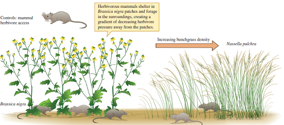 How would the results of the experiment shown in figure 17.7 change, if the effect of Brassica nigra on Nassella pulchra were the result of direct competition, with small herbivorous mammals playing no significant role          Figure 17.7 A field experiment designed to distinguish between direct competition between two plant species and apparent competition (based on data from Orrock, Witter, and ReichmaN₂008).