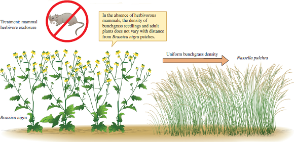 How would the results of the experiment shown in figure 17.7 change, if the effect of Brassica nigra on Nassella pulchra were the result of direct competition, with small herbivorous mammals playing no significant role          Figure 17.7 A field experiment designed to distinguish between direct competition between two plant species and apparent competition (based on data from Orrock, Witter, and ReichmaN₂008).