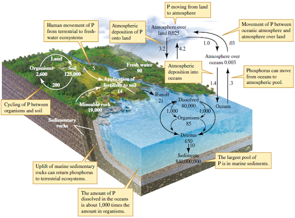 Do the oceans act as a source or a sink for phosphorus (refer to fig. 19.2)  Figure 19.2 The phosphorus cycle. Numbers are 10 12 g P or fluxes as 10 12 g P per year (data from Schlesinger 1991, after Richey 1983, MeybecK₁982, Graham and Duce 1979).   