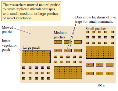 Analyses such as Milne's comparison (1993) of bald eagles and barnacles demonstrate that organisms of different sizes inter­act with the environment at very different spatial scales. With this in mind consider the experiments of Diffendorfer and col­leagues (1995) on the influence of habitat fragmentation on movement patterns of small mammals. Think about the size of their experimental study area (see fig. 21.10). How might a manipulation of this size have affected the movements of prairie birds How would their manipulation have affected the movements of ground-dwelling beetles  Figure 21.10 Experimental landscape for the study of small mammal movements (data from Diffendorfer, Gaines, and Holt 1995).   