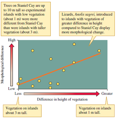 What would we have to know to conclude that the changes observed in Anolis sagrei after they were introduced to small islands are the result of evolutionary changes (see fig. 4.12)?    Figure 4.12 Relationship between the difference in height of vegetation between the home island, Staniel Cay, and island of introduction and change in lizard morphology after their introduction (data from Losos et al. 1997).
