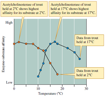 Figure 5.9 shows how temperature influences the activity of acetylcholinesterase in rainbow trout. Assuming that the other enzymes of rainbow trout show similar responses to temperature, how would trout swimming speed change as environmental temperature increased above 20°C?    Figure 5.9 Enzyme activity is affected substantially by temperature (data from Baldwin and Hochachka 1970).