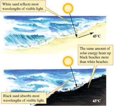 Some plants and grasshoppers in hot environments have reflective body surfaces, which make their radiative heat gain, H r , less than it would be otherwise. If you were to design a tiger beetle that could best cope with thermal conditions on black beaches (see fig. 5.5), what color would it be? The beetles on the black beaches of New Zealand are black, and the beetles on the white beaches are white. What do the matches between the color of these beetles and their beaches tell us about the relative roles of thermoregulation and predation pressure in determining beetle color? What does this example imply about the ability of natural selection to optimize the characteristics of organisms?    Figure 5.5 By reflecting most visible light, white sands create a much cooler microclimate than black sands (data from Hadley, Savill, and Schultz 1992).