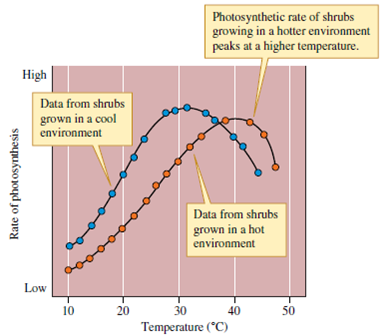 How can we be sure that the two distinctive responses to temperature shown by Atriplex lentiformis were due to acclimation and not the result of genetic differences (see fig. 5.13)?    Figure 5.13 Growing the same species of shrub in cool versus hot environments altered their optimal temperature for photosynthesis. This change was a short-term physiological adjustment due to acclimation (data from Berry and Björkman 1980, after Pearcy 1977).