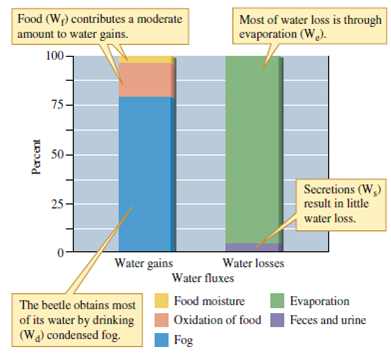Compare the water budgets of the tenebrionid beetle, Onymacris, and the kangaroo rat, Dipodomys, shown in figures 6.9 and 6.10. Which of these two species obtains most of its water from metabolic water? Which relies most on condensation of fog as a water source? In which species do you see greater losses of water through the urine?    Figure 6.9 Water budget of the desert beetle, Onymacris unguicularis (data from Cooper 1982).    Figure 6.10 Water budget of Merriam's kangaroo rat Dipodomys merriami (data from Schmidt-Nielsen 1964).